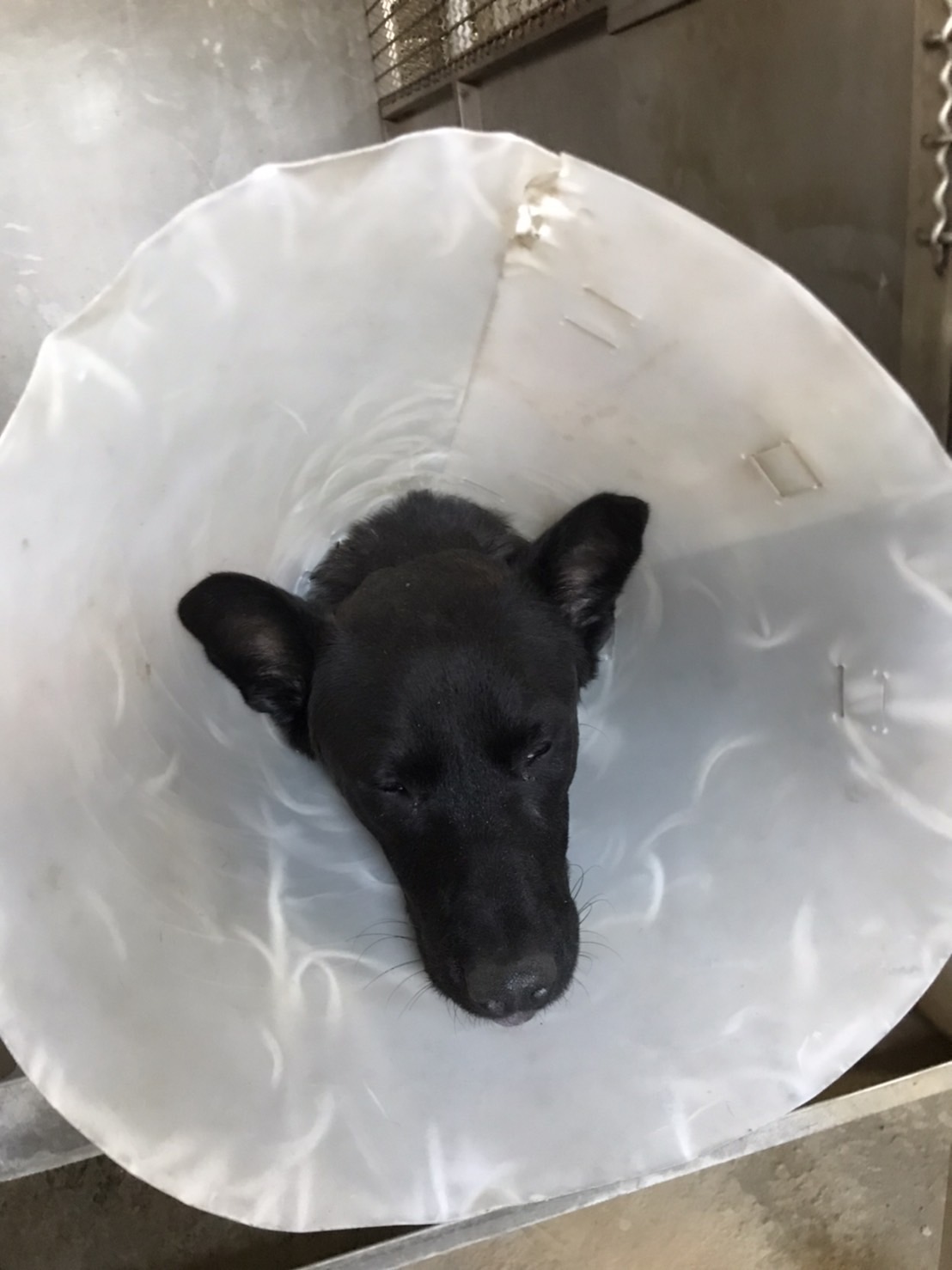 新竹縣已領養狗 混種犬