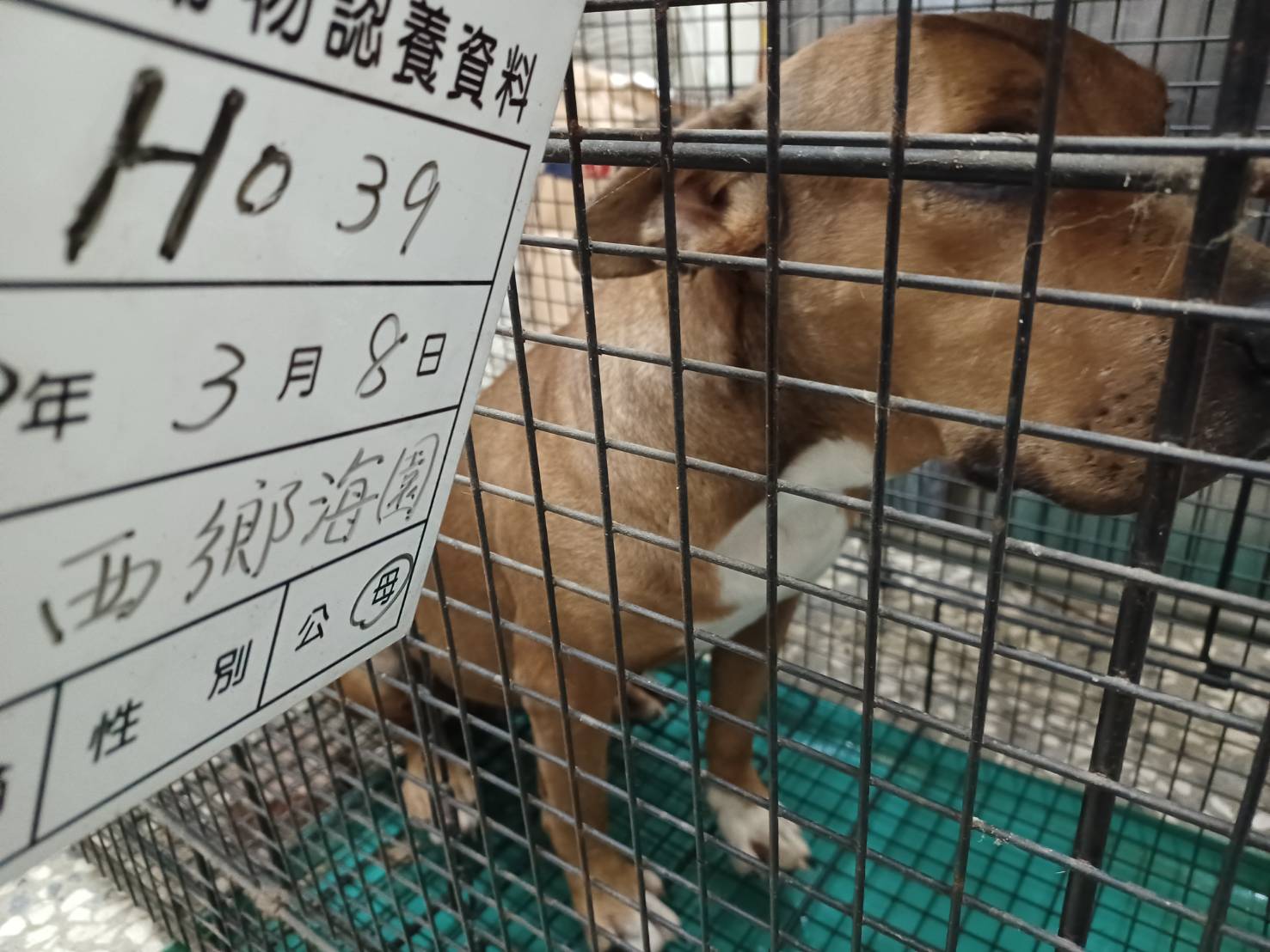 雲林縣已領養狗 混種犬