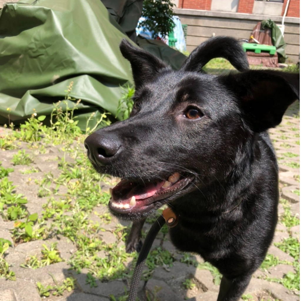 新竹縣已領養狗 混種犬