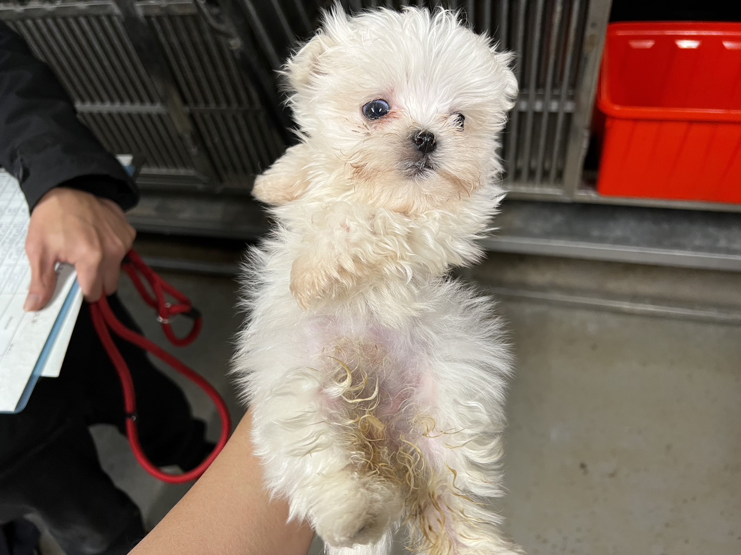 桃園市已領養狗 瑪爾濟斯犬