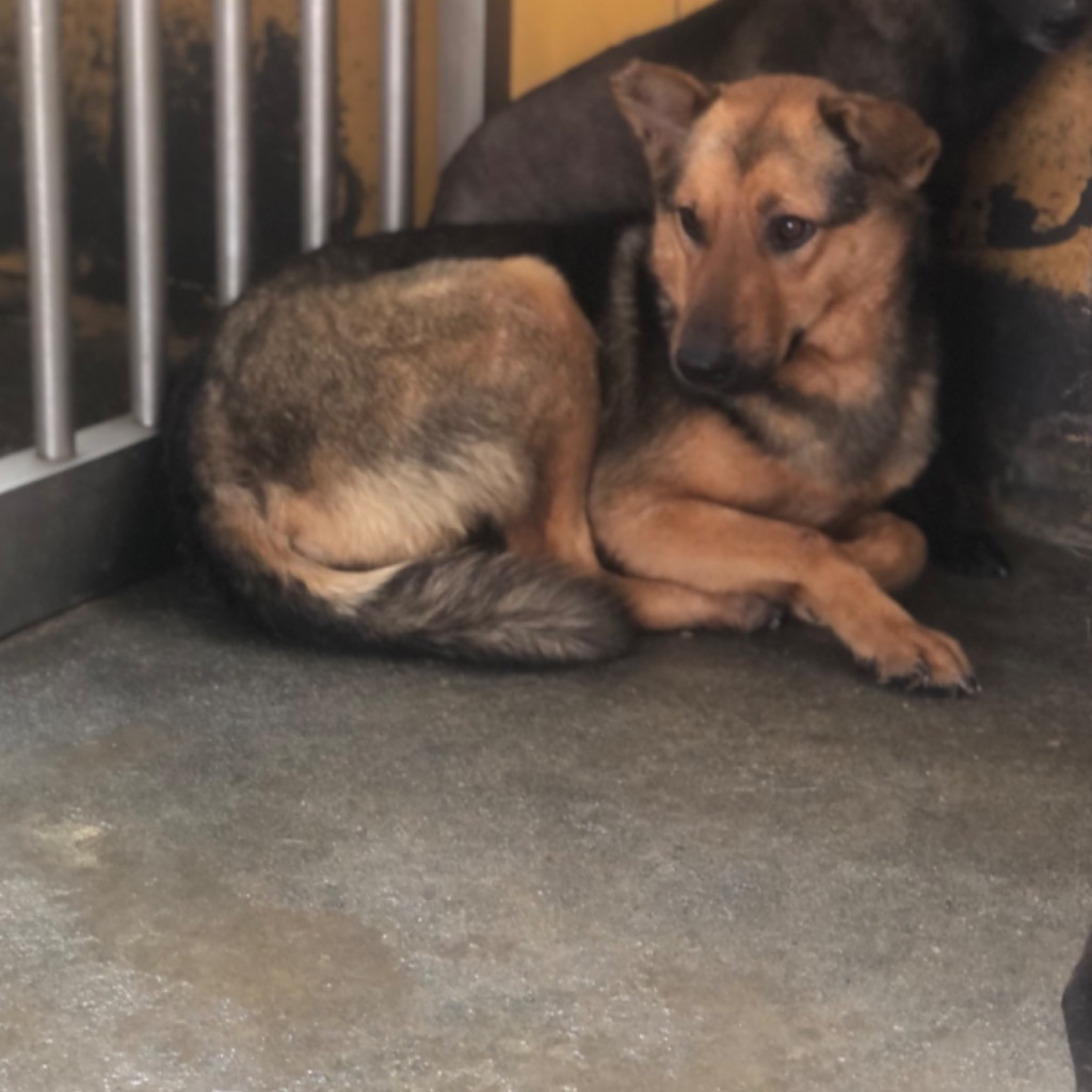澎湖縣已領養狗 混種犬