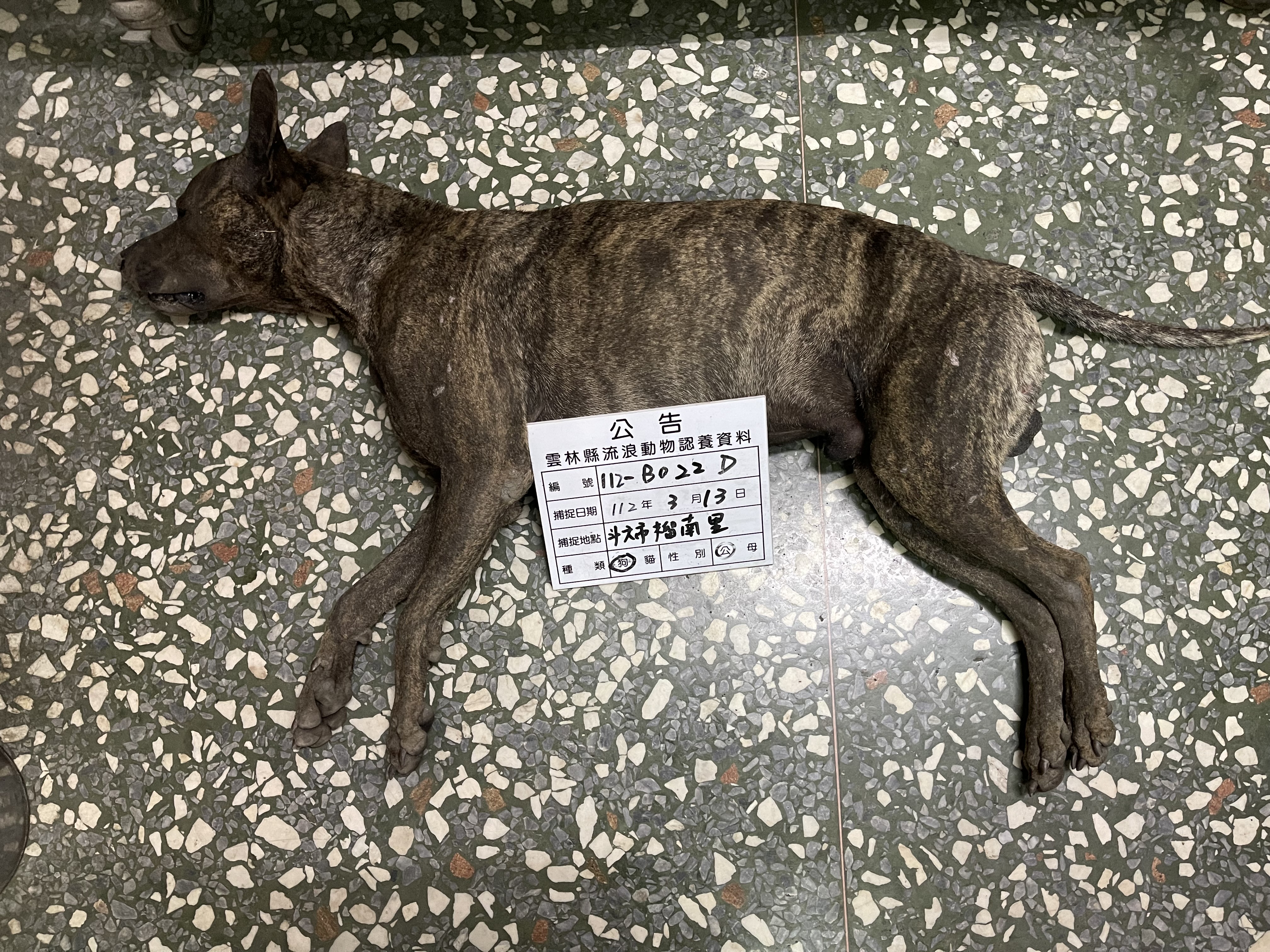 雲林縣已領養狗 混種犬