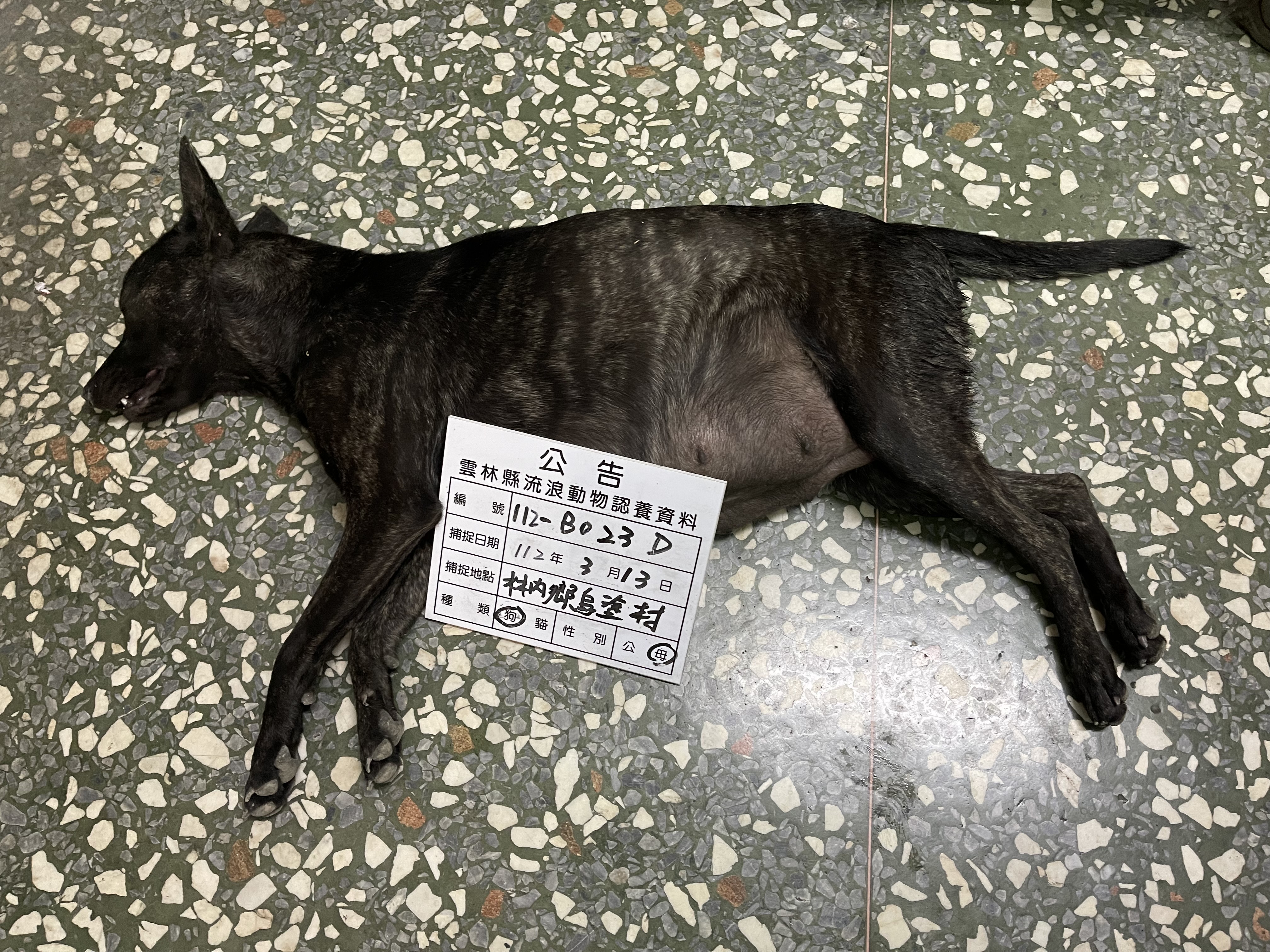 雲林縣已領養狗 混種犬
