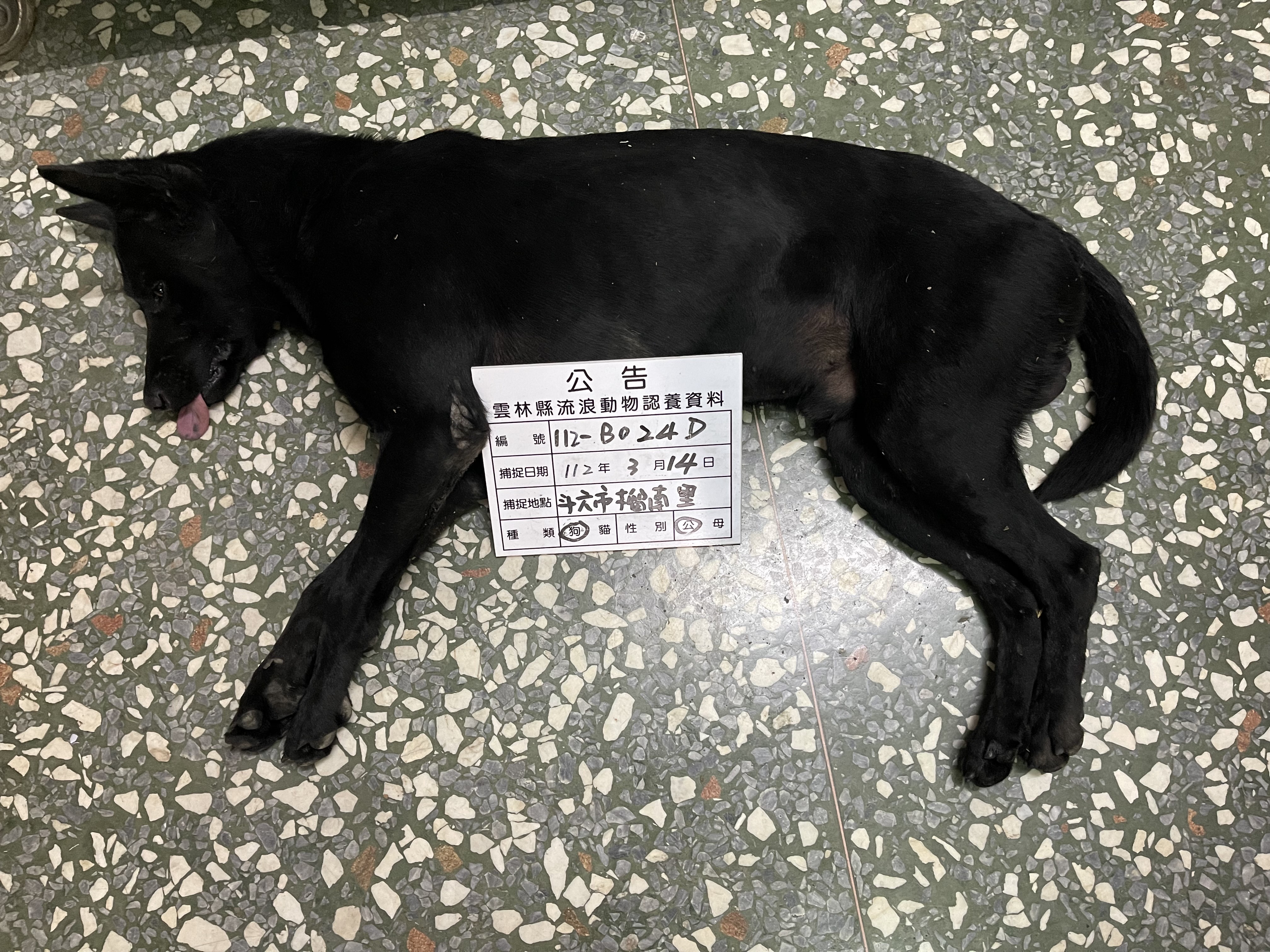 雲林縣已領養狗 混種犬