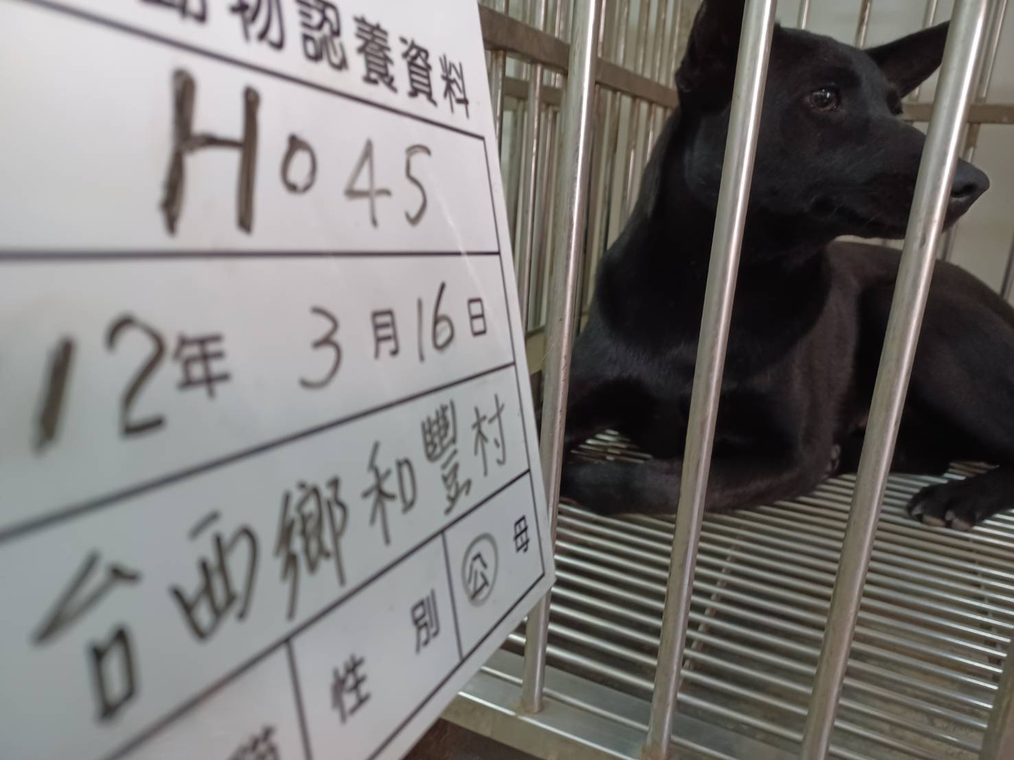 雲林縣已領養狗 混種犬