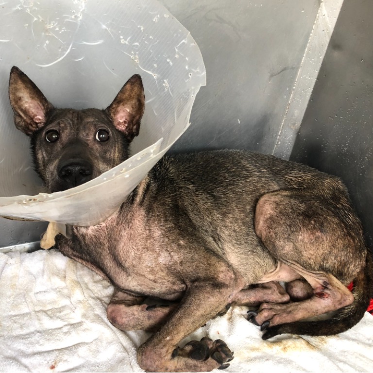 台北市已領養狗 混種犬