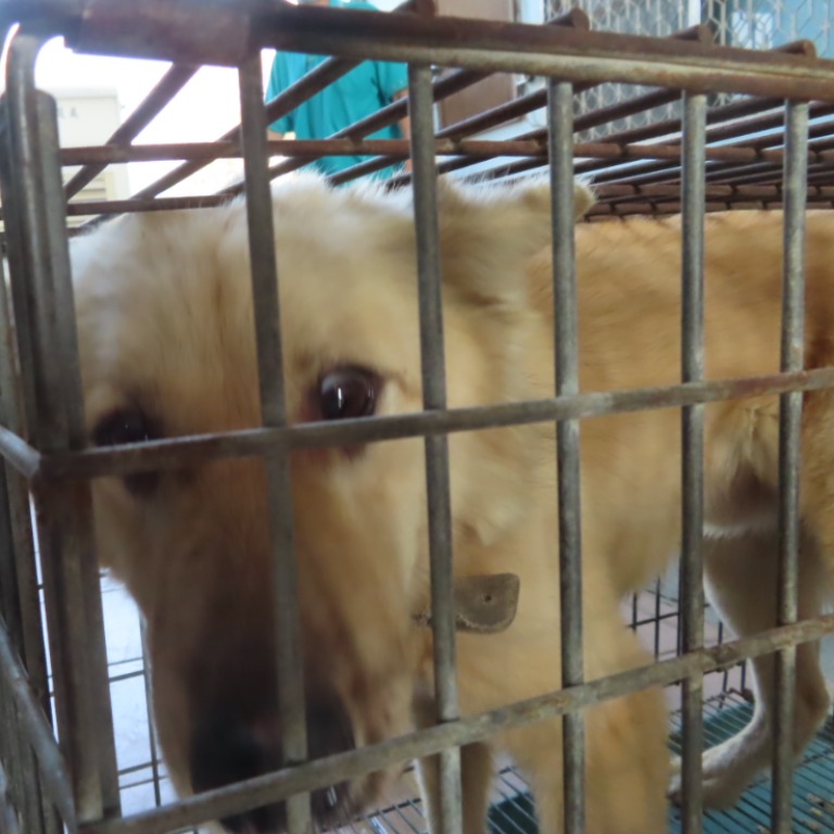 台南市已領養狗 混種犬