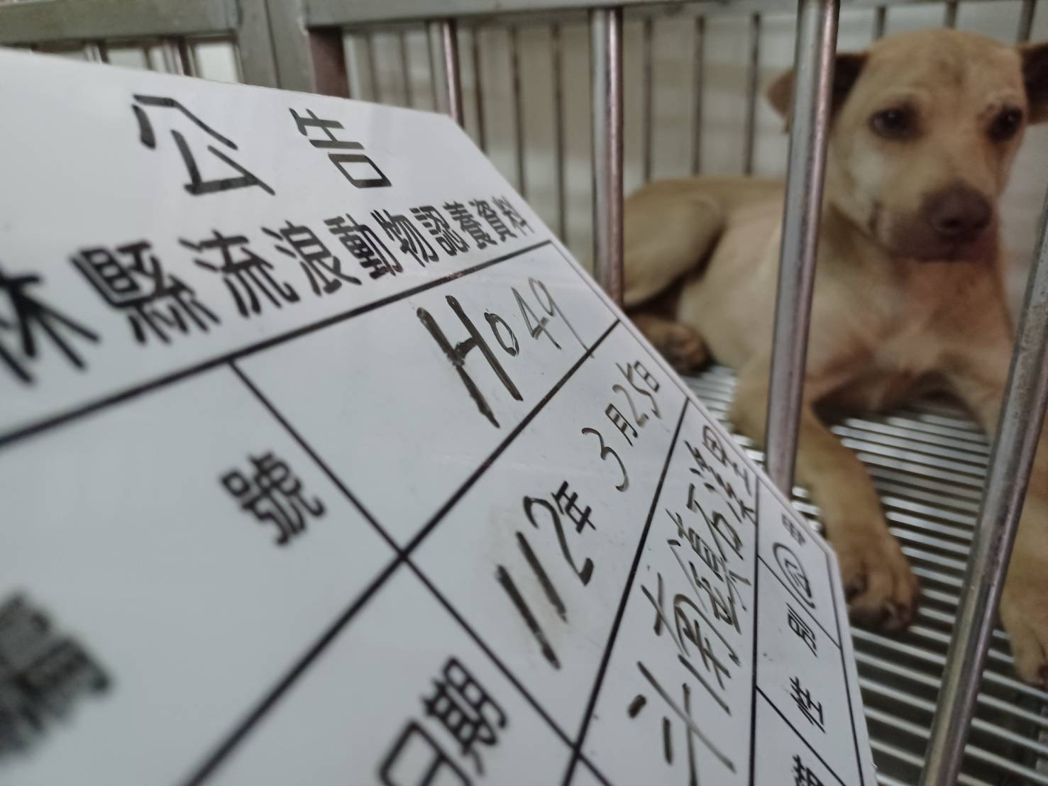 雲林縣已領養狗 混種犬