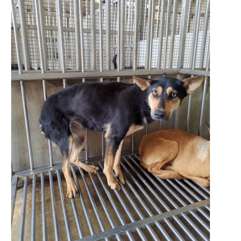 澎湖縣已領養狗 混種犬