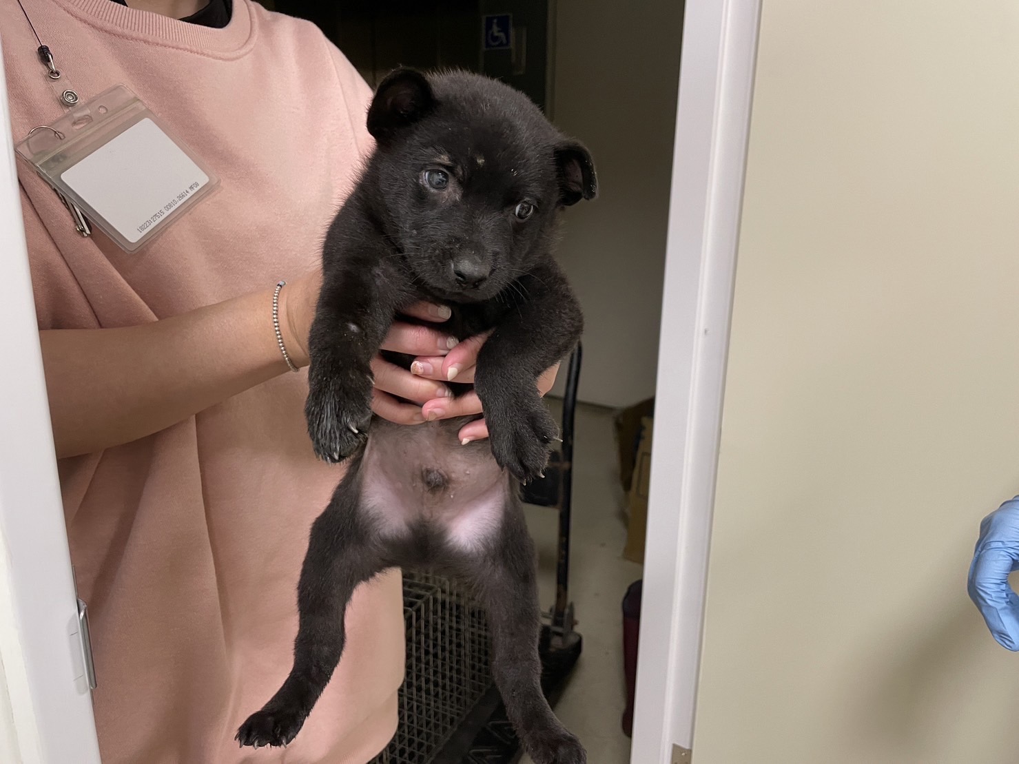 新竹市已領養狗 混種犬