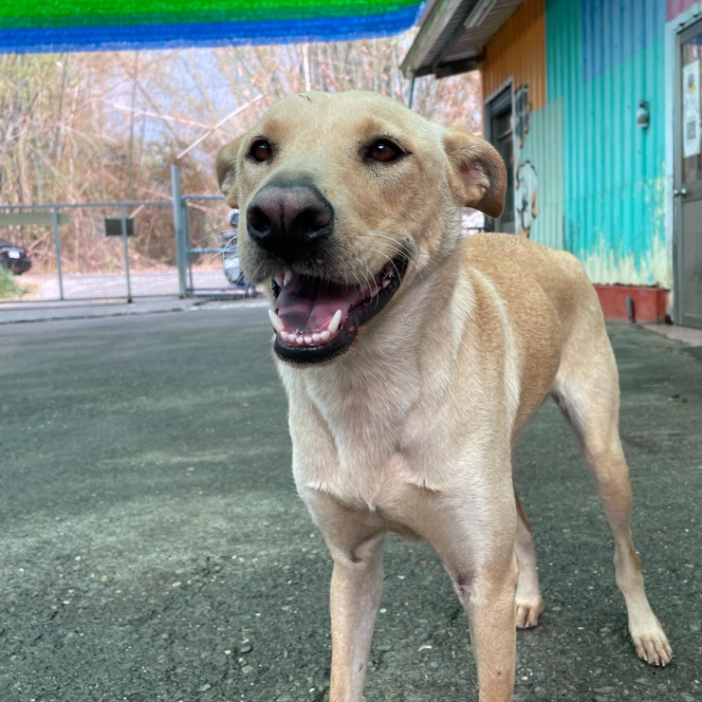屏東縣已領養狗 混種犬