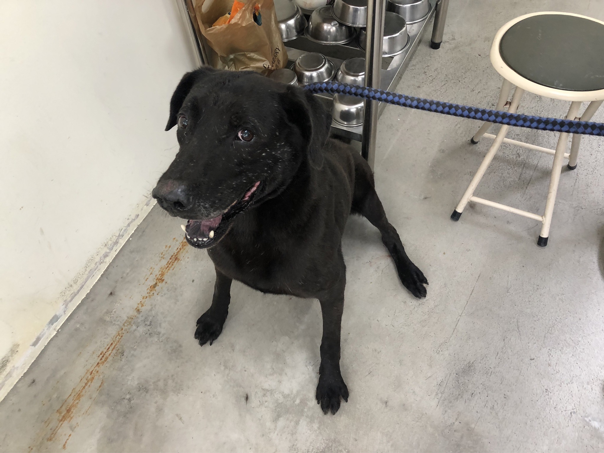 台北市已領養狗 混種犬