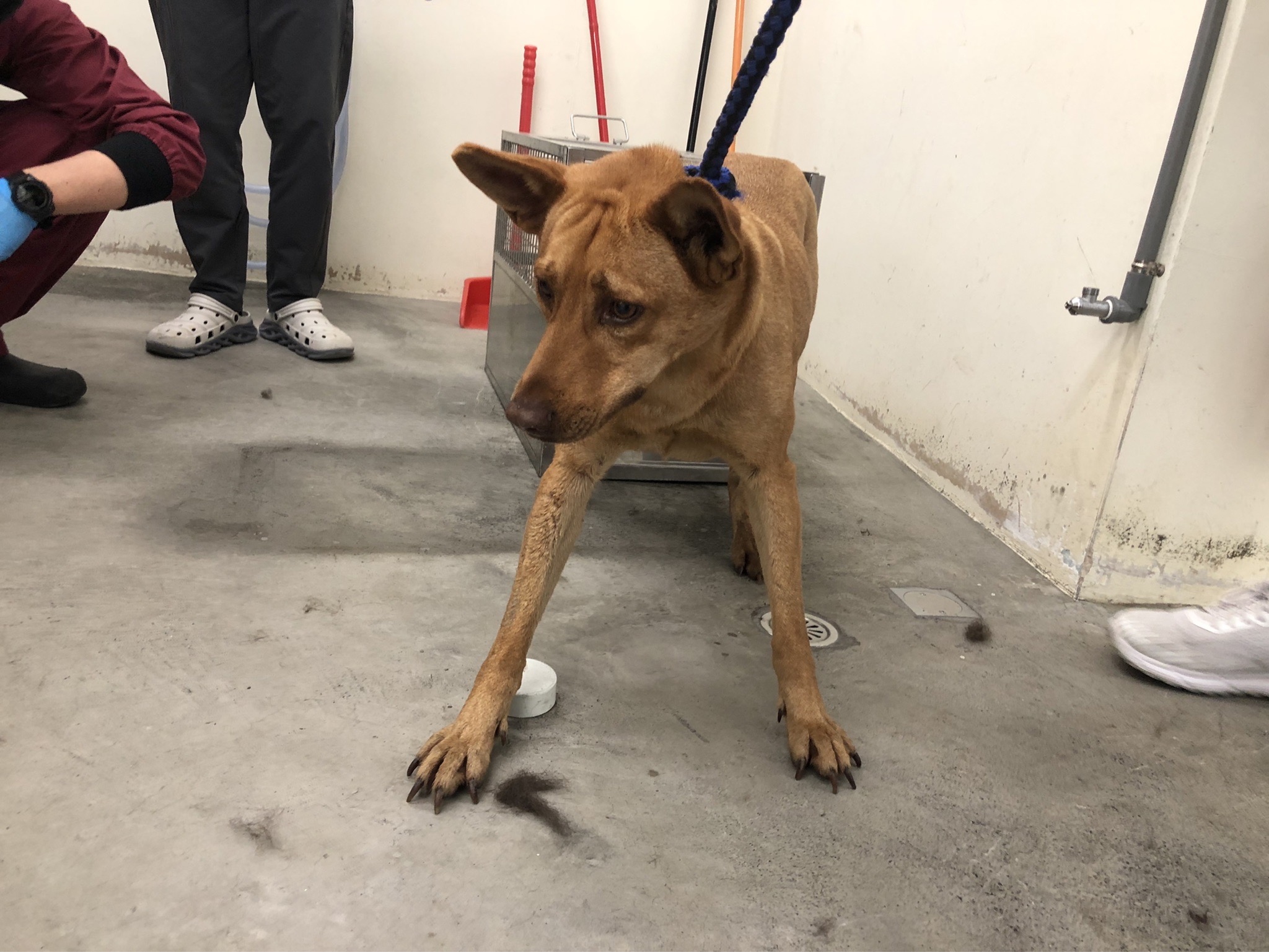 台北市已領養狗 混種犬