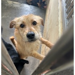 澎湖縣已領養狗 混種犬