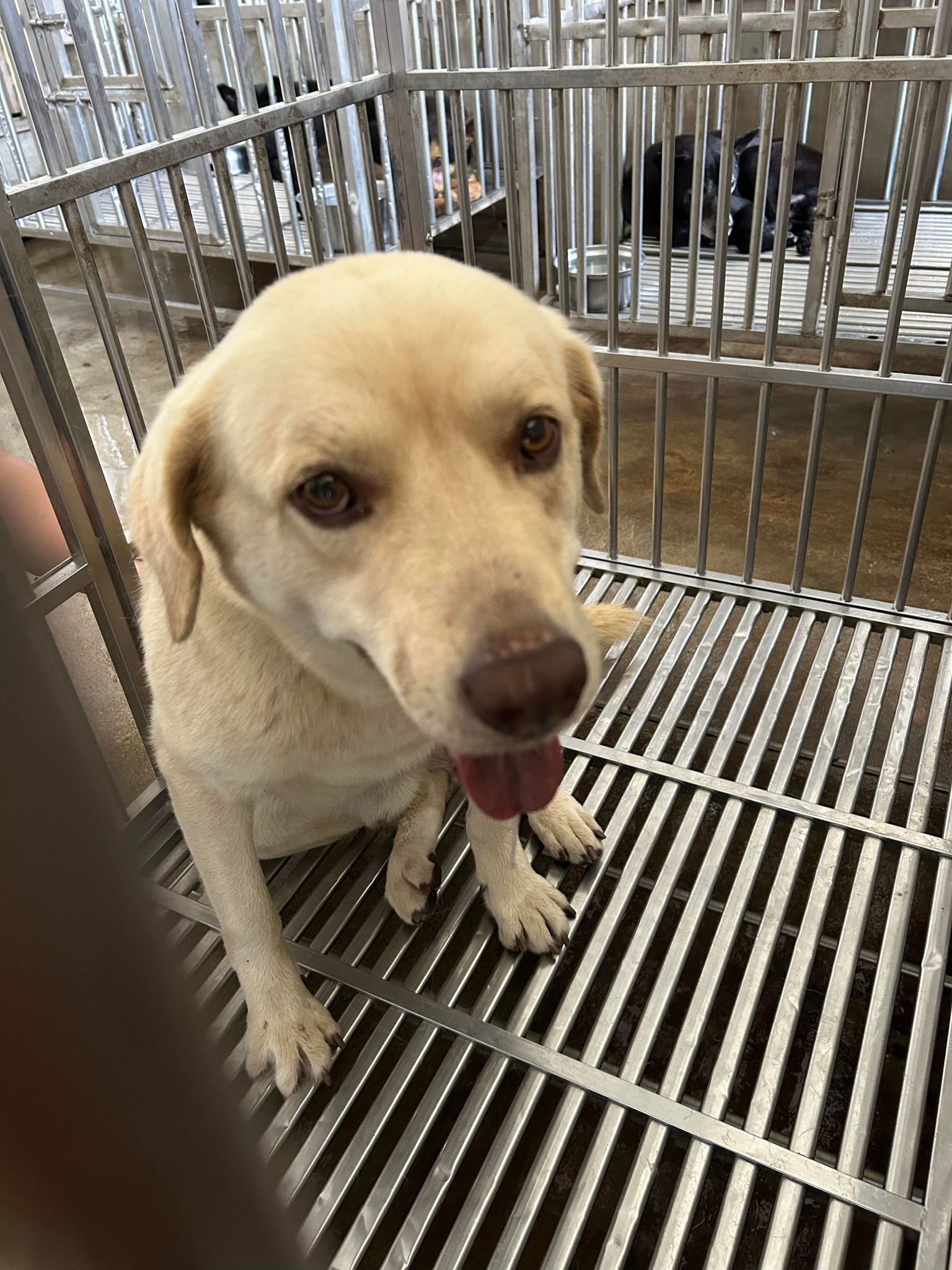 澎湖縣已領養狗 混種犬