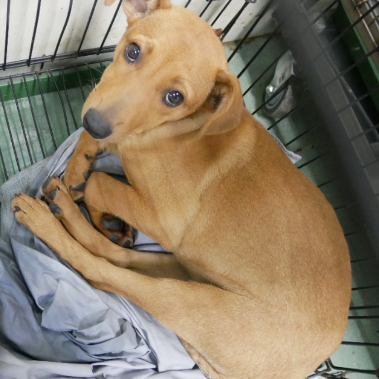 台南市已領養狗 混種犬