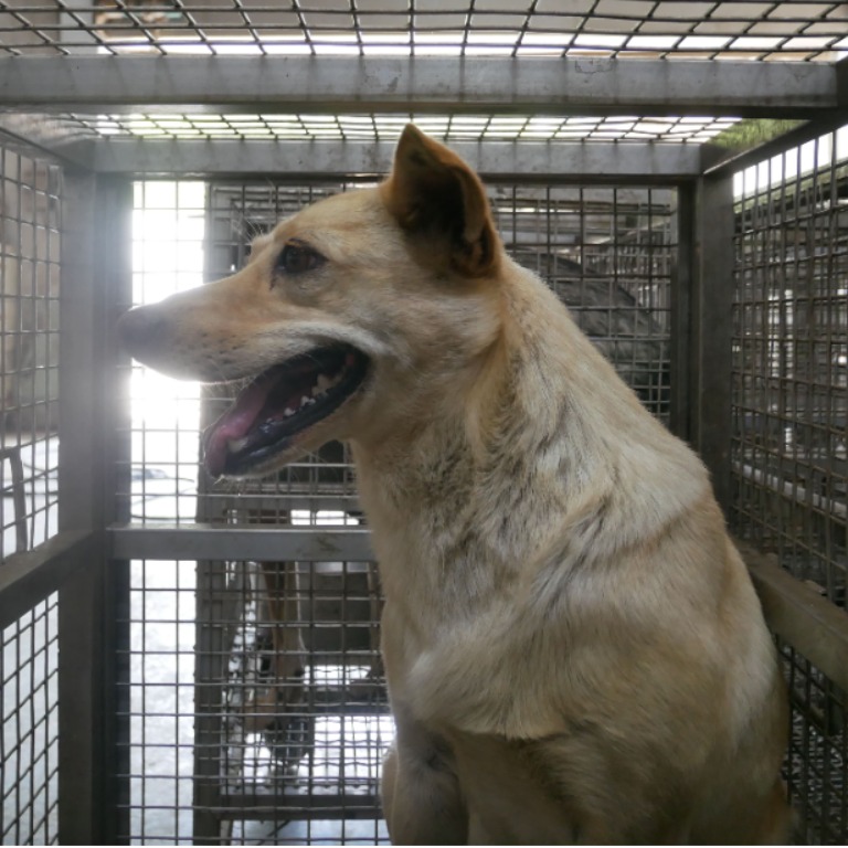 台南市已領養狗 混種犬
