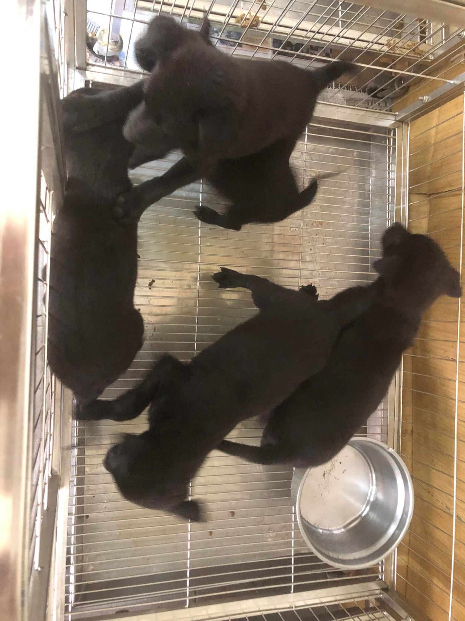 澎湖縣已領養狗 混種犬