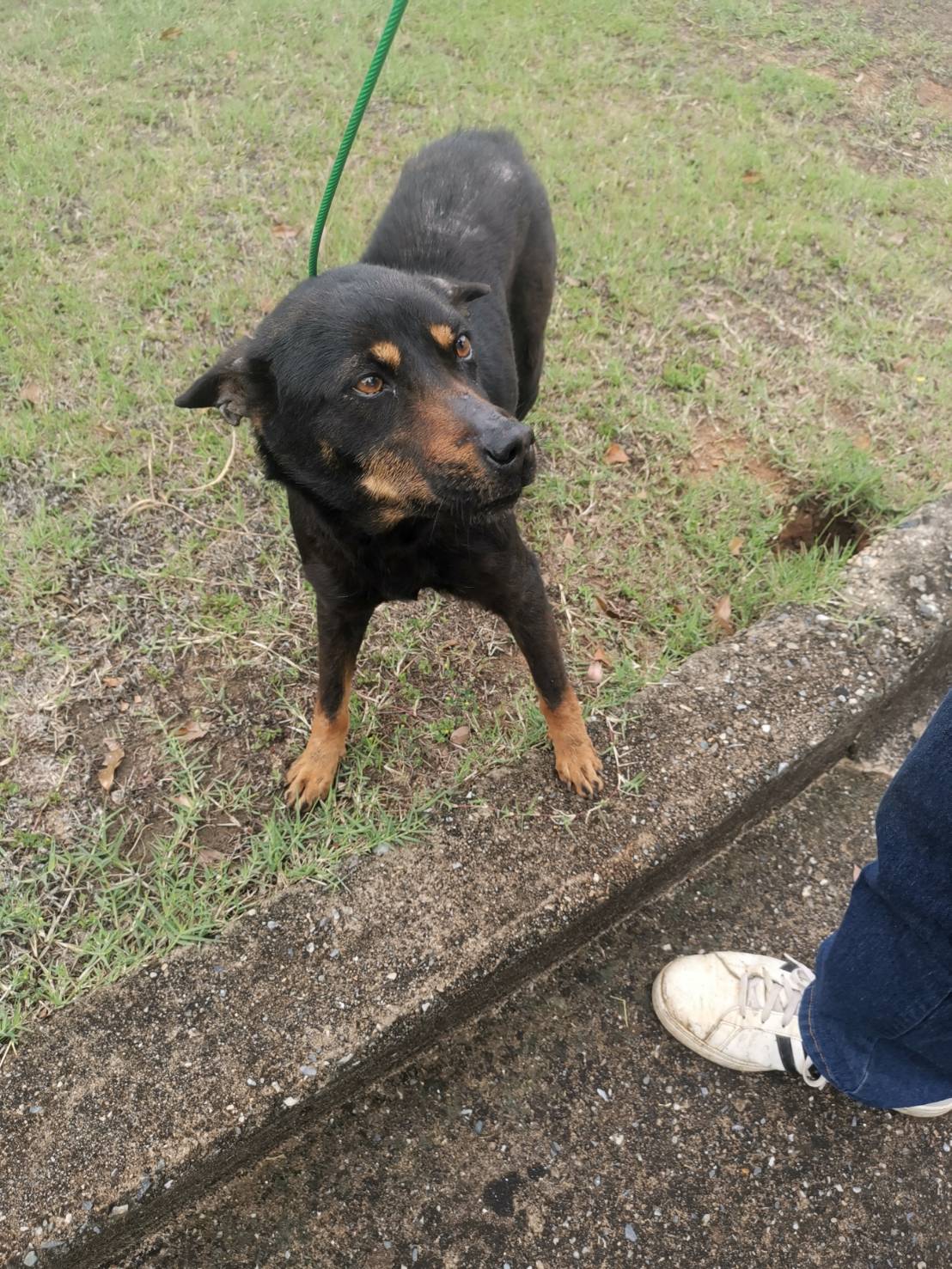 金門縣已領養狗 混種犬