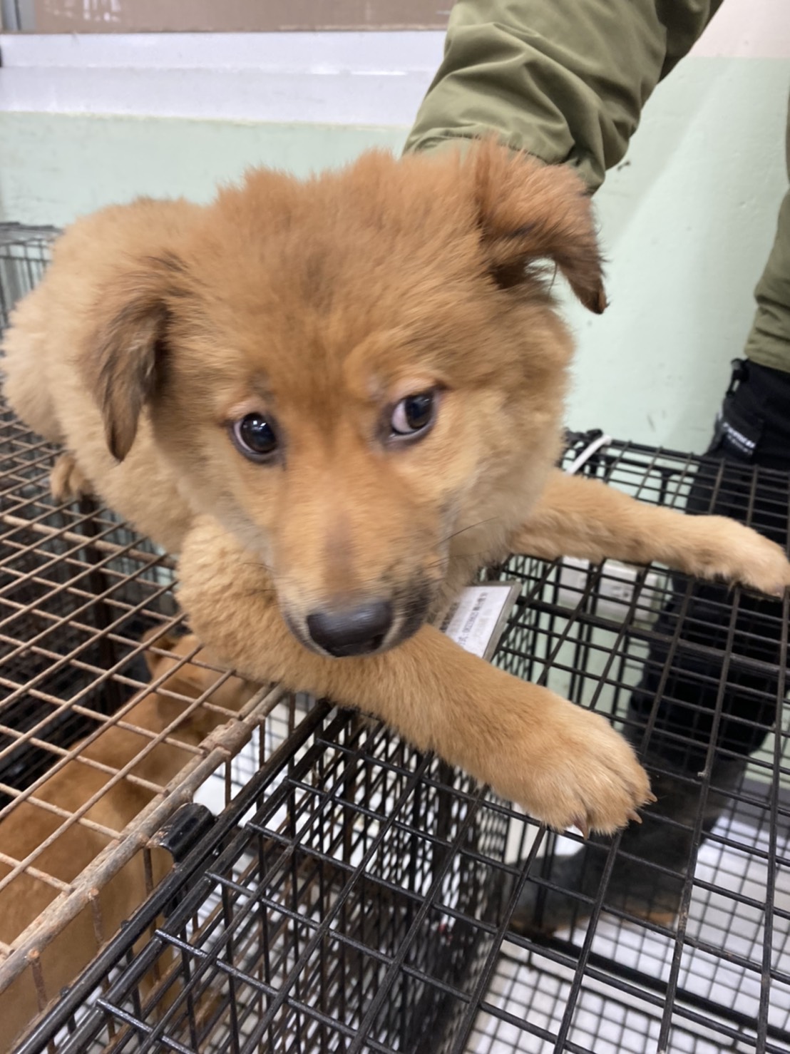 金門縣已領養狗 混種犬