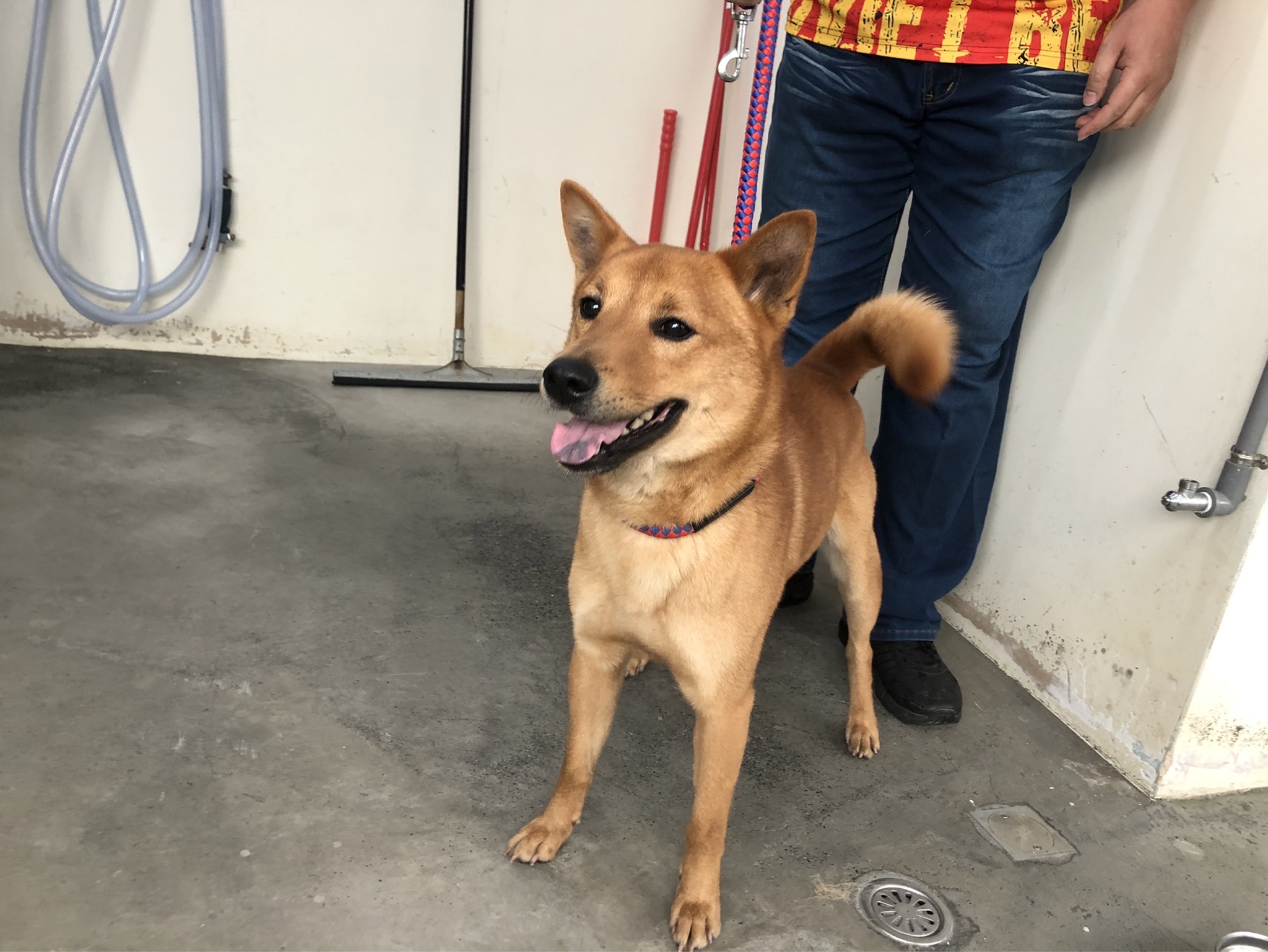 台北市已領養狗 混種犬