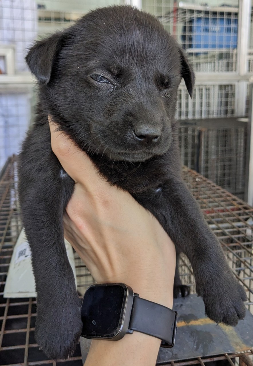 花蓮縣已領養狗 混種犬