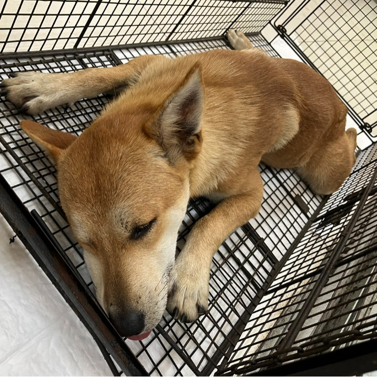 金門縣已領養狗 混種犬