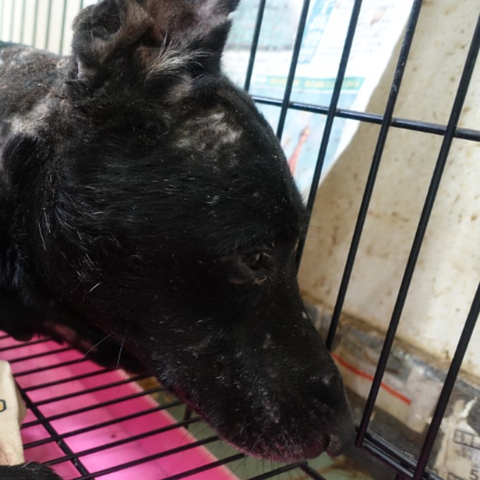 台南市已領養狗 混種犬