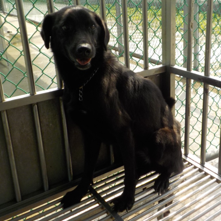 南投縣已領養狗 混種犬