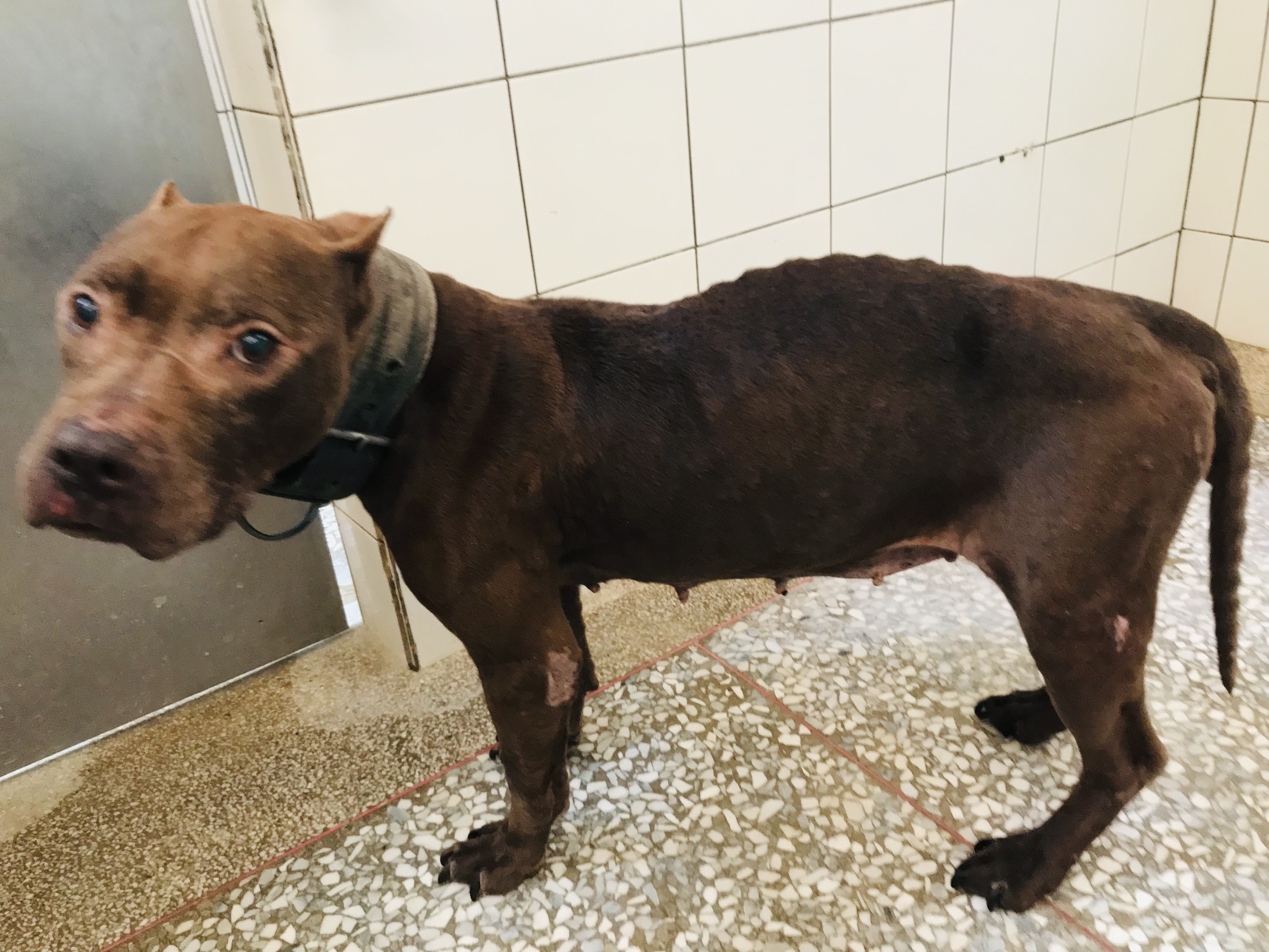 高雄市已領養狗 比特犬