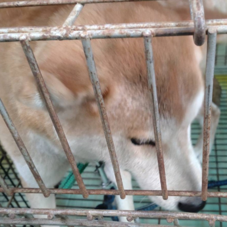 台南市已領養狗 柴犬