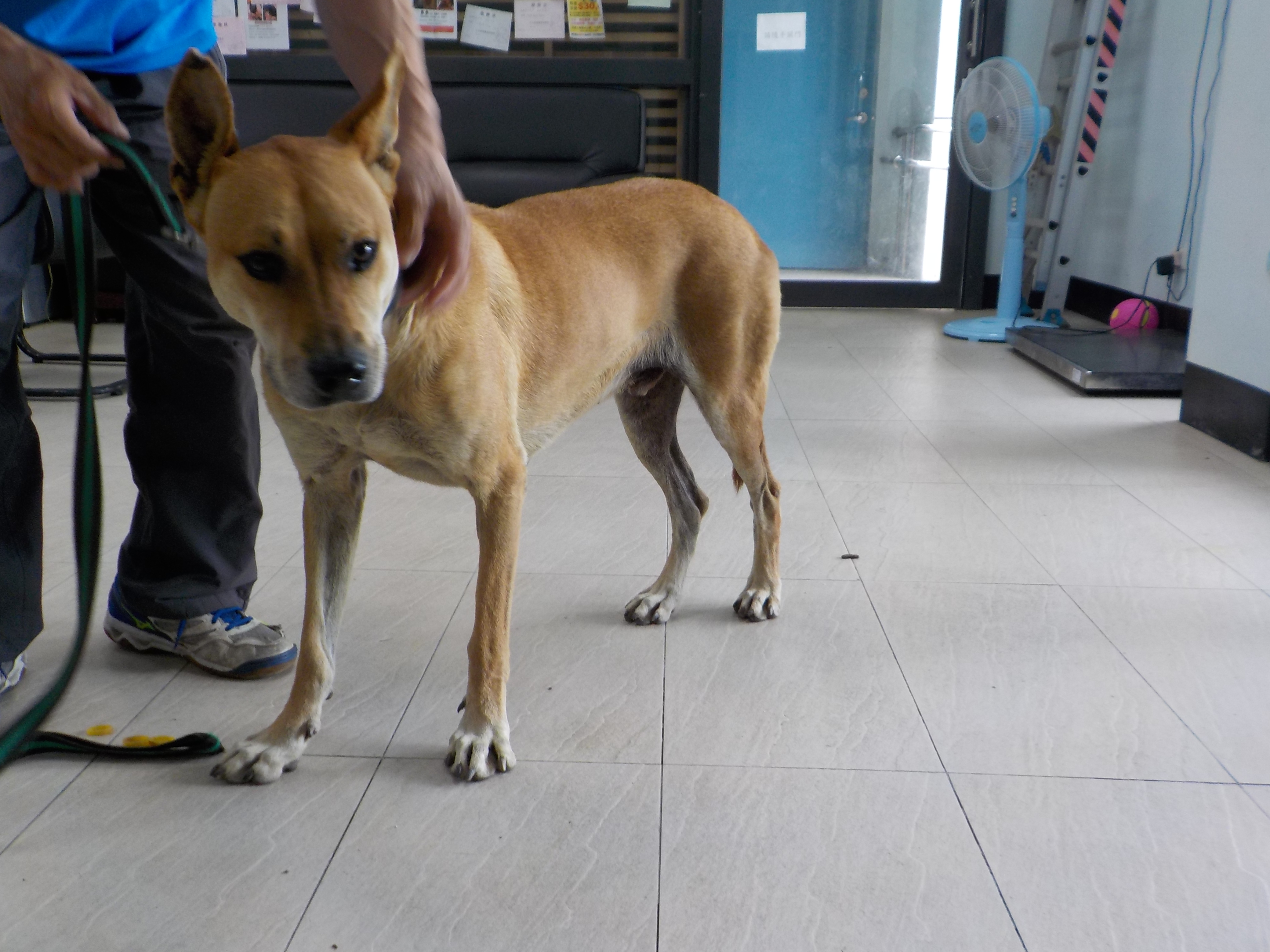 南投縣已領養狗 混種犬