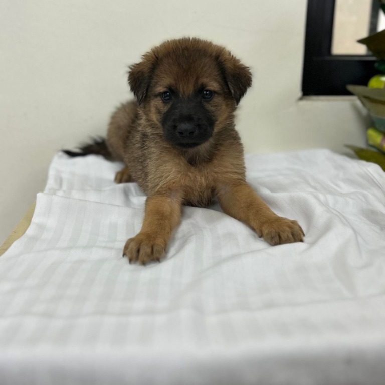 澎湖縣已領養狗 混種犬