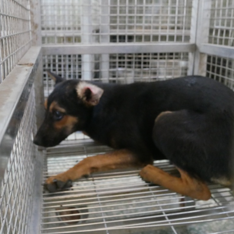 台南市已領養狗 混種犬