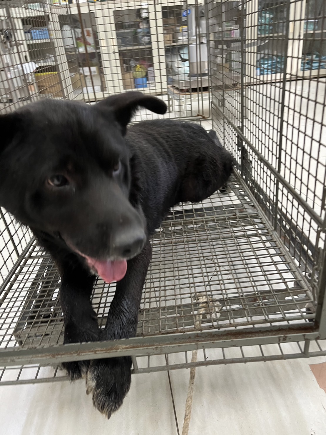金門縣已領養狗 混種犬
