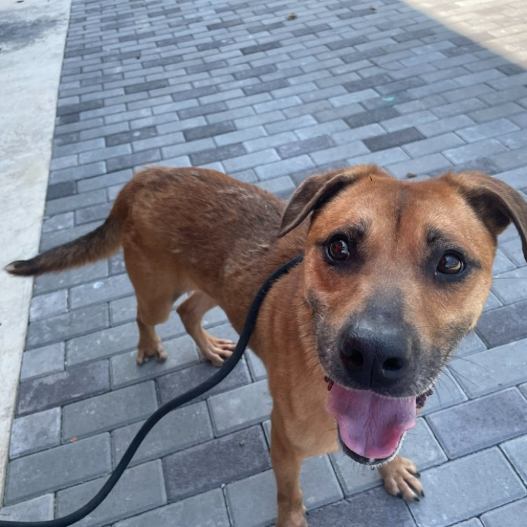 新竹縣已領養狗 混種犬