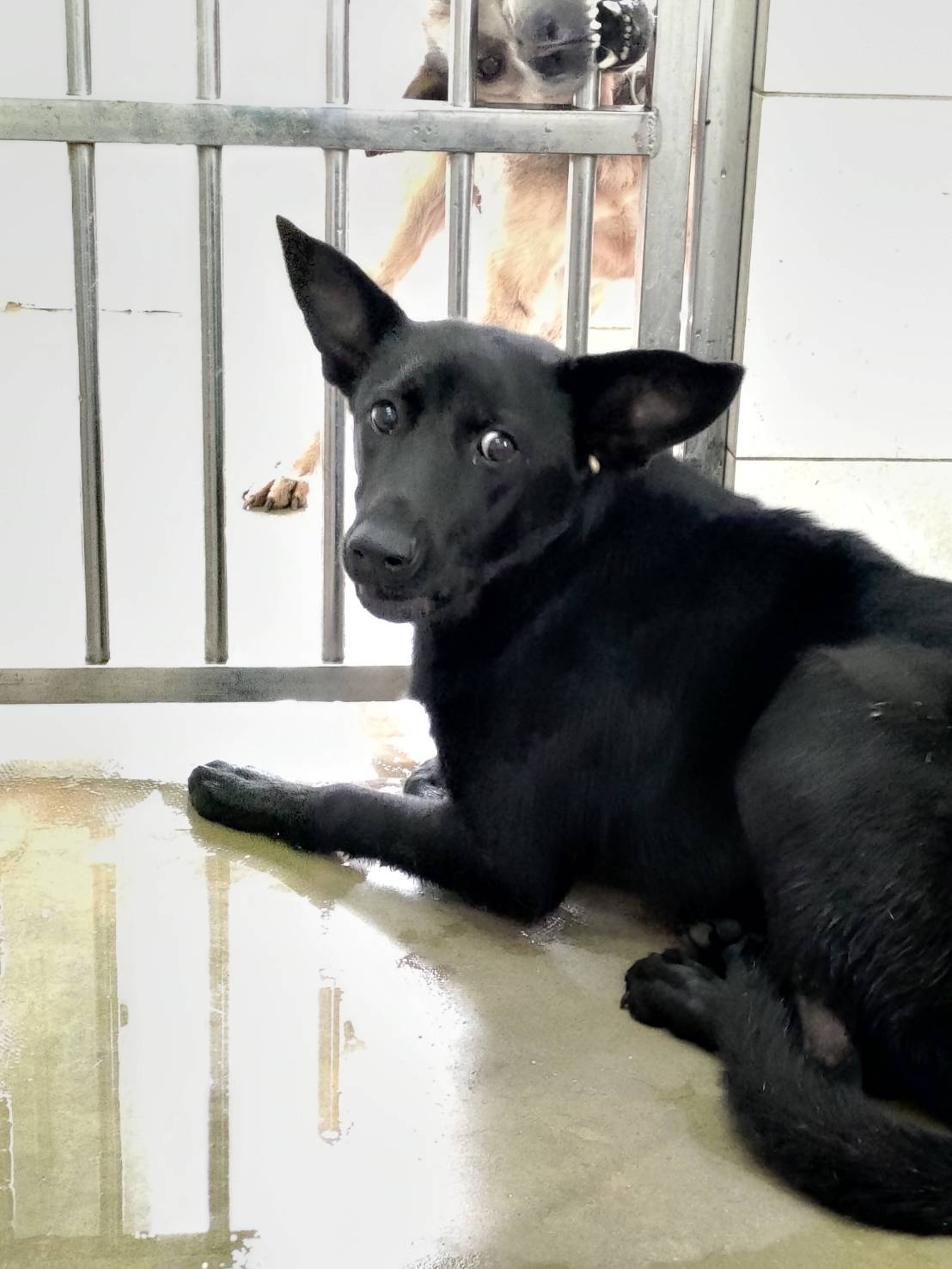 金門縣已領養狗 混種犬