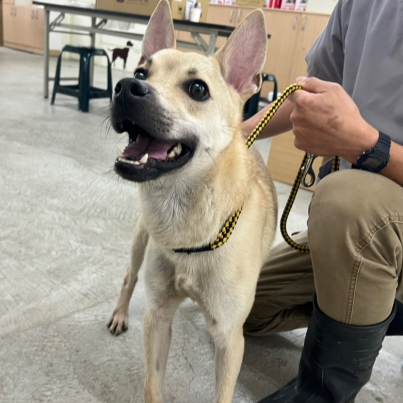 台北市已領養狗 混種犬