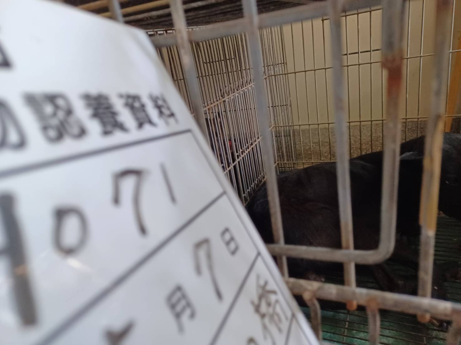 雲林縣已領養狗 混種犬