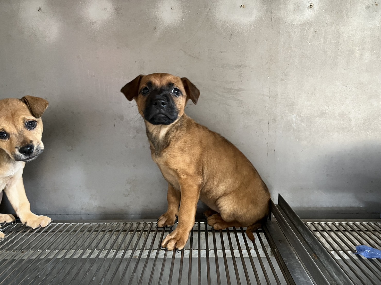 金門縣已領養狗 混種犬
