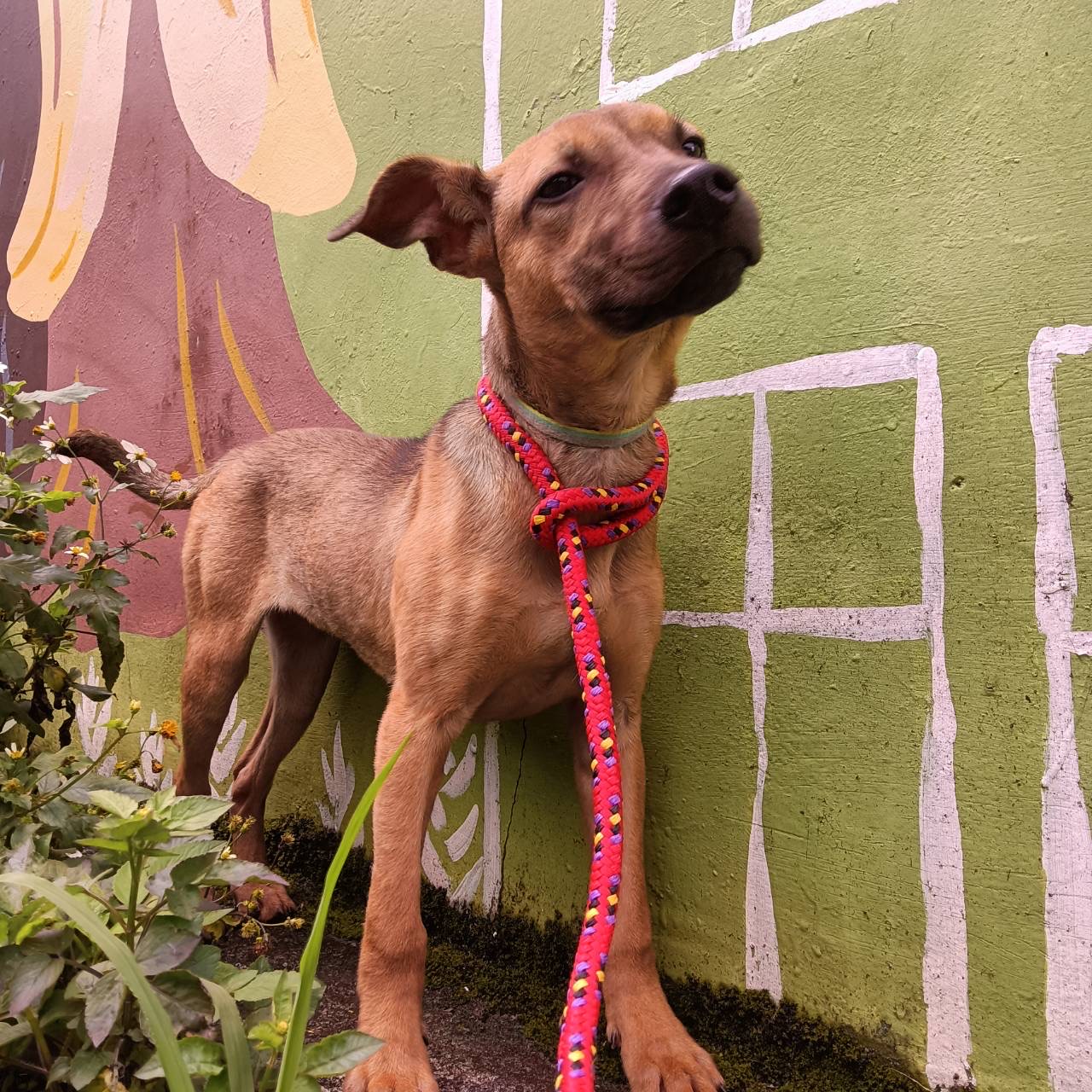 新北市已領養狗 混種犬