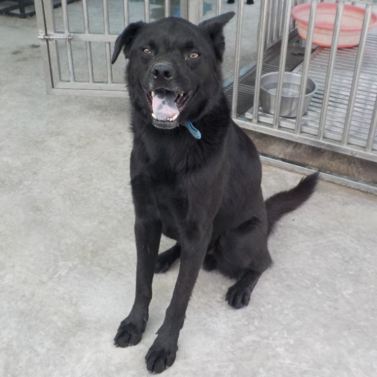 南投縣已領養狗 混種犬