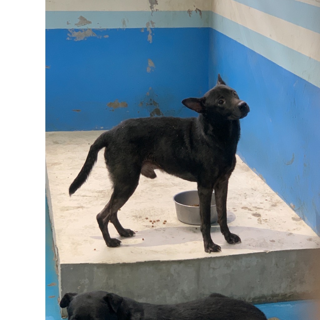 苗栗縣已領養狗 混種犬