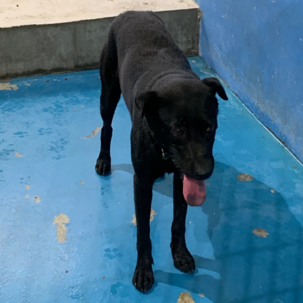 苗栗縣已領養狗 混種犬