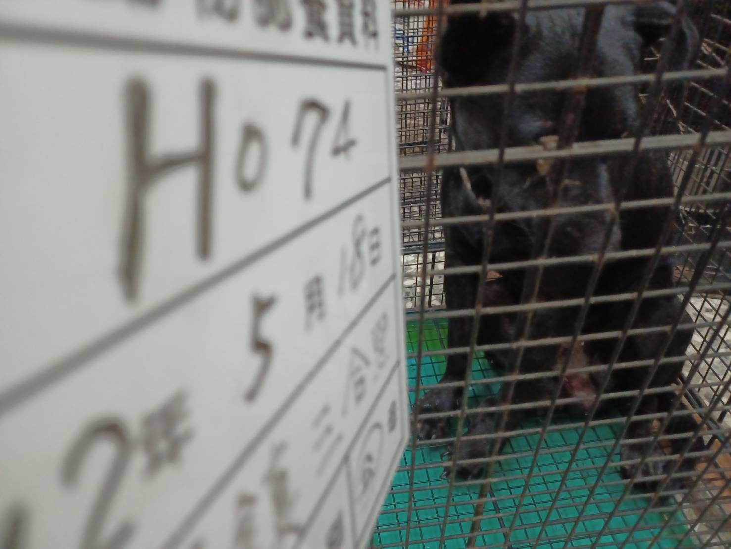 雲林縣已領養狗 混種犬