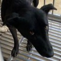 澎湖縣已領養狗 混種犬