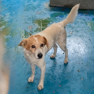 苗栗縣已領養狗 混種犬