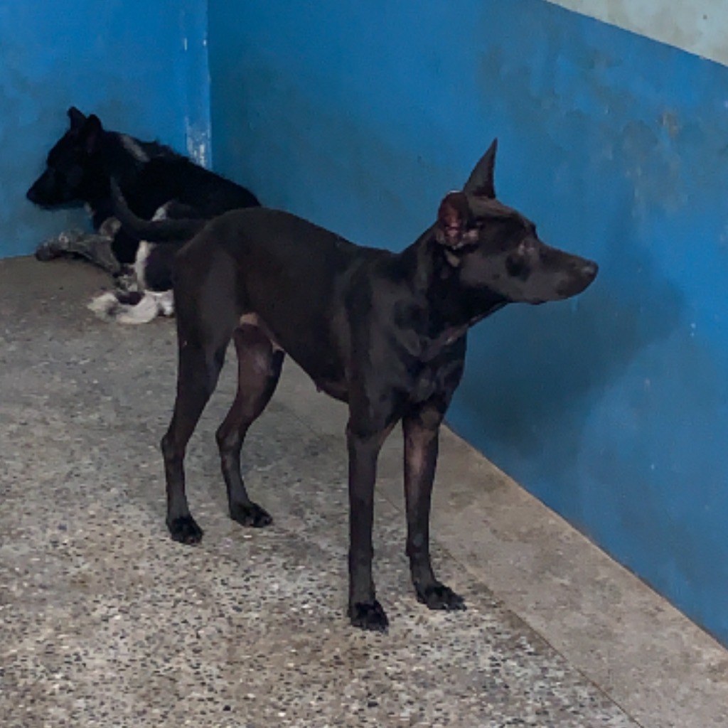 苗栗縣已領養狗 混種犬