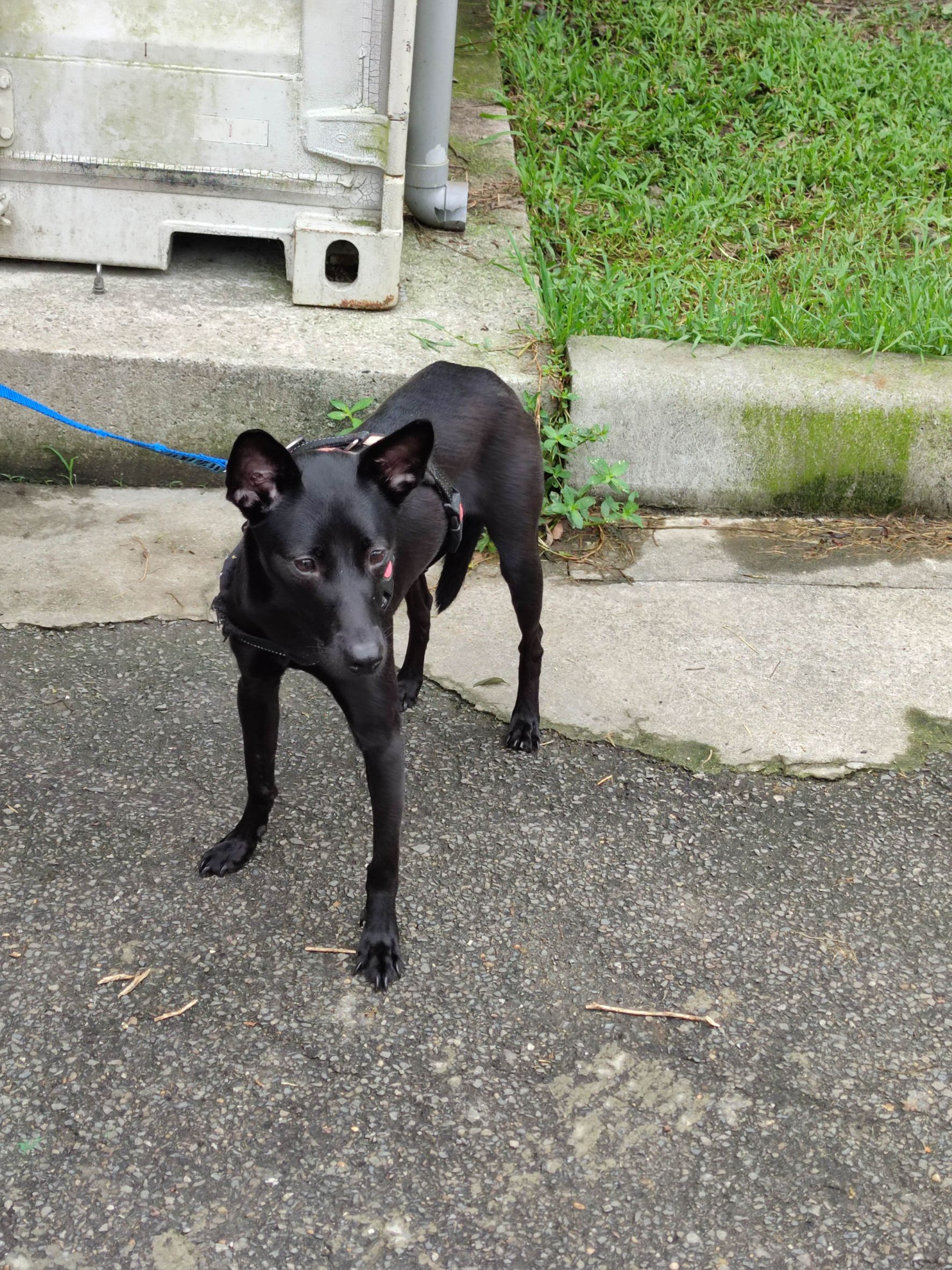 新北市已領養狗 混種犬