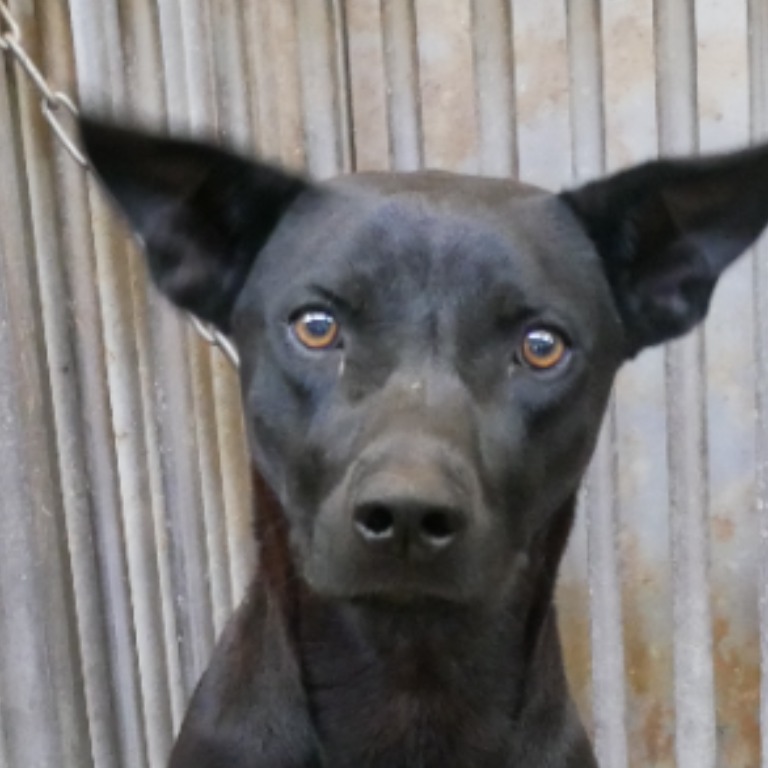 台南市待認養狗 混種犬